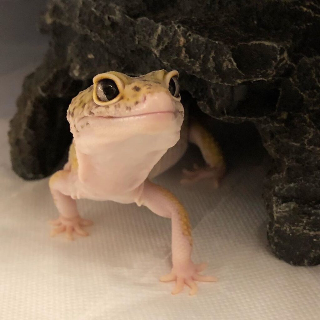 ที่อยู่อาศัย ตุ๊กแกหางอ้วน