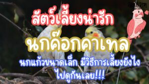 นกค๊อกคาเทล