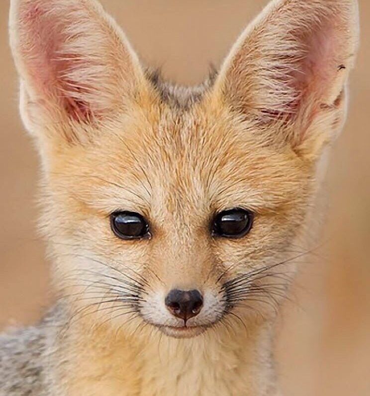 ปัญหาสุขภาพที่พบบ่อยใน หมาจิ้งจอก