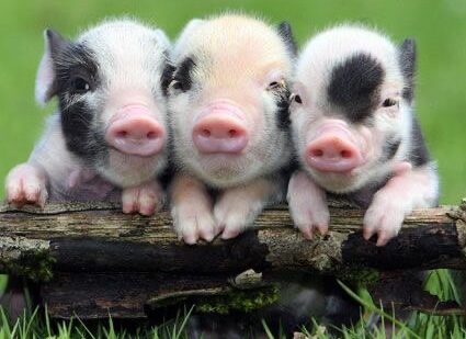 ปัญหาสุขภาพที่พบบ่อยในหมูแคระ