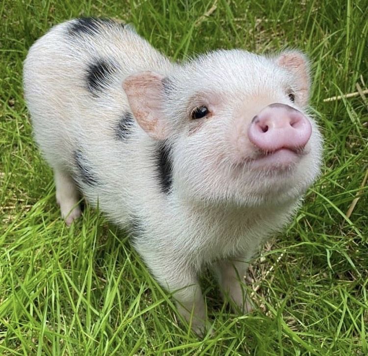 พฤติกรรมของ หมูแคระ