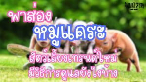 หมูแคระ