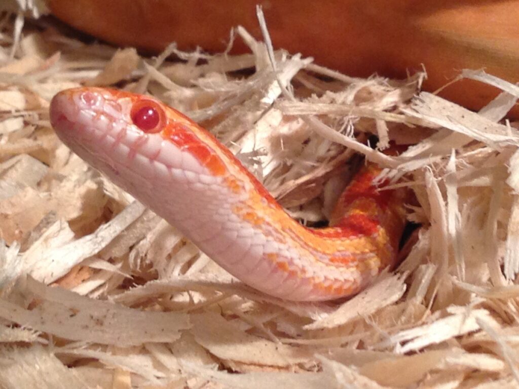 อาหาร งูคอร์นสเนค