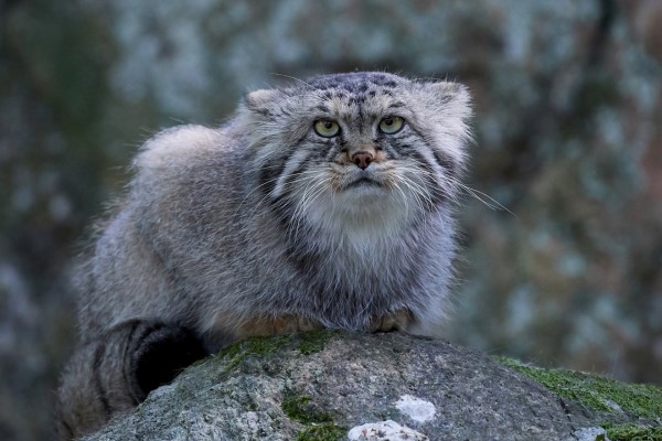 แมวพัลลัส นักล่าขาสั้น