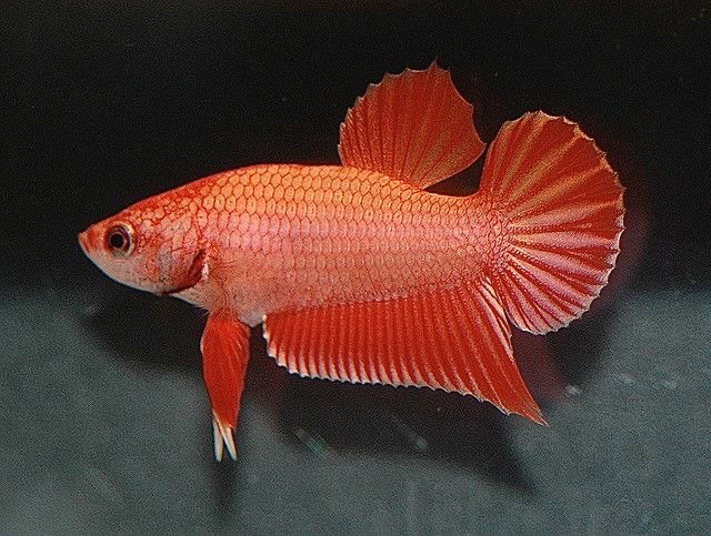 ความต้องการพื้นฐานของ ปลากัด