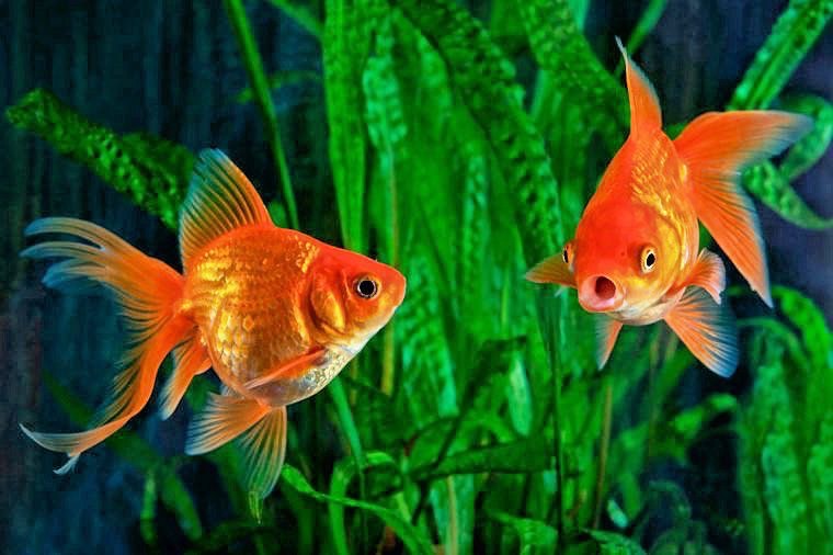 ความต้องการพื้นฐานของ ปลาทอง