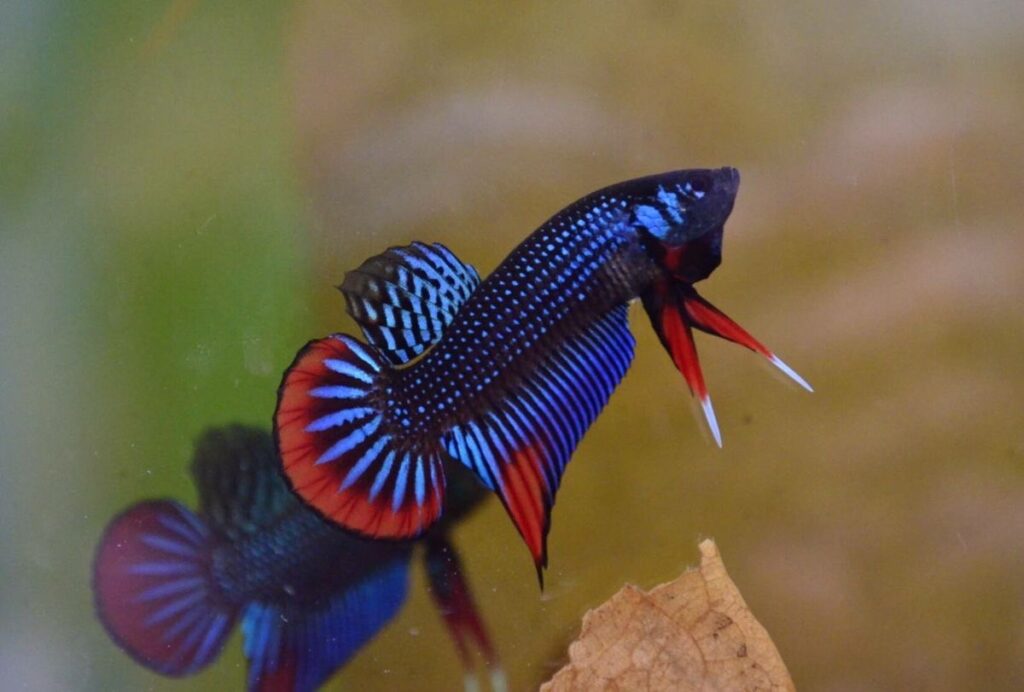 ความรับผิดชอบในการเลี้ยงปลากัด