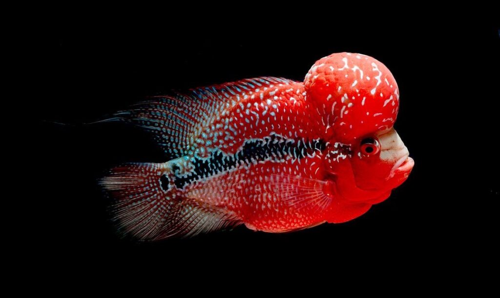 ค่าใช้จ่ายในการเลี้ยง ปลาหมอสี