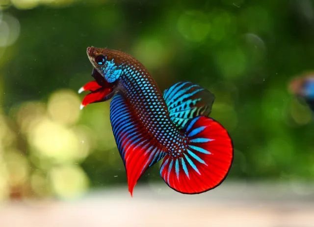 ปลาสวยงาม ปลากัด