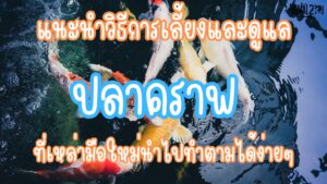 ปลาคราฟ