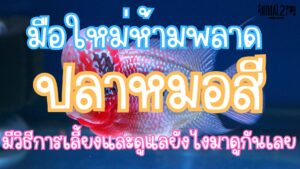 ปลาหมอสี