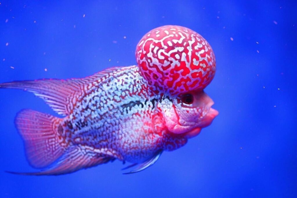 ปลาหมอสี