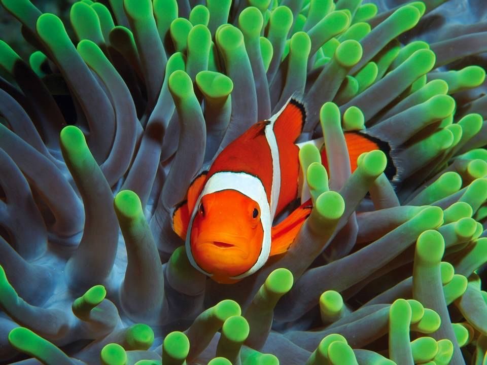 ปัญหาสุขภาพที่พบบ่อยในปลาการ์ตูน