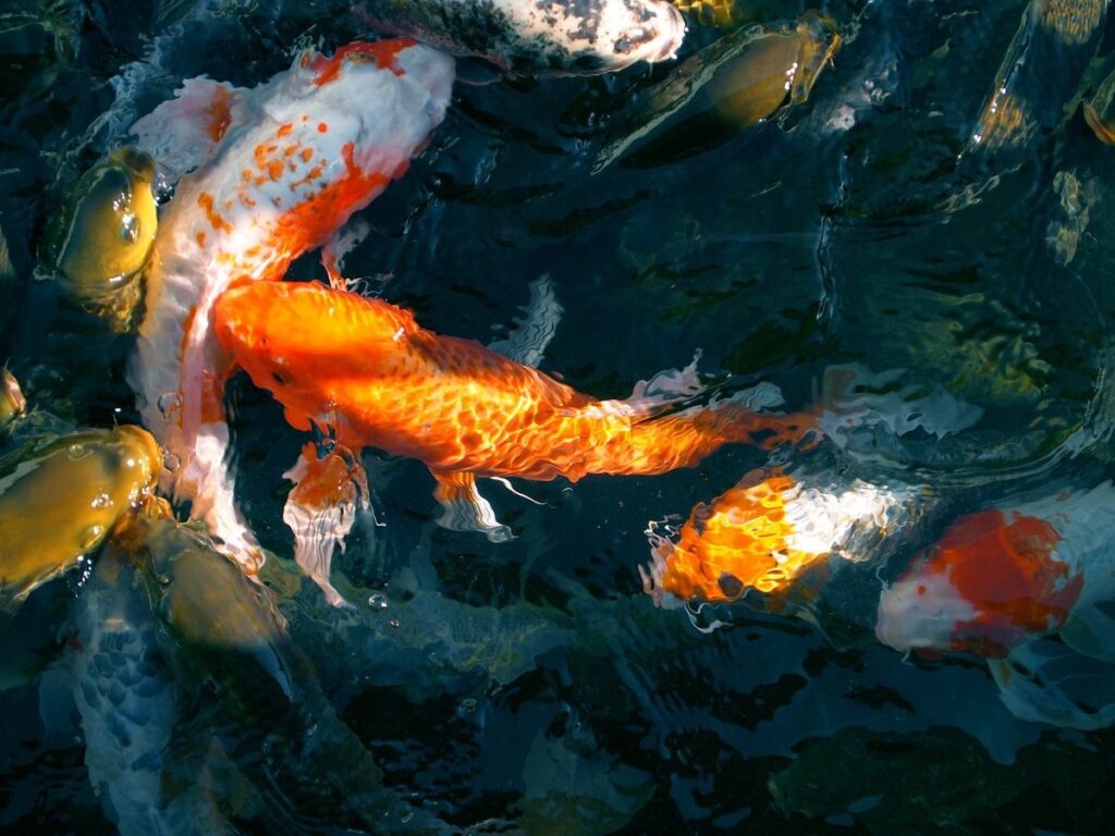 ปัญหาสุขภาพที่พบบ่อยในปลาคาร์ฟ