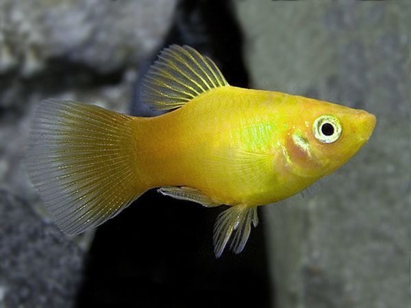 ปัญหาสุขภาพที่พบบ่อยในปลาสอด