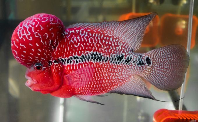 ปัญหาสุขภาพที่พบบ่อยในปลาหมอสี