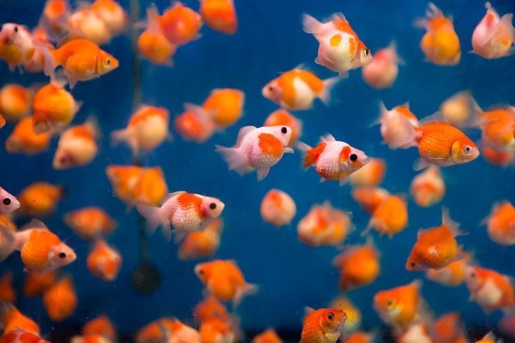 วิธีเตรียมความพร้อมก่อนเลี้ยง ปลาสวยงาม