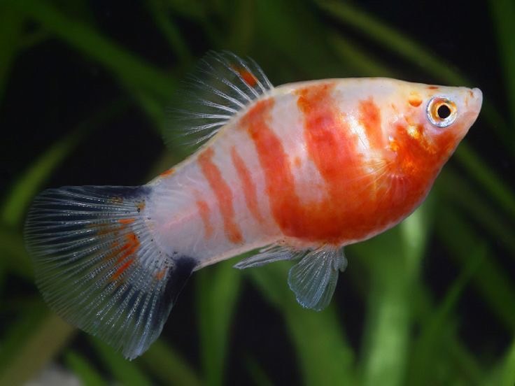 สิ่งที่ต้องเตรียมก่อนเลี้ยง ปลาสอด