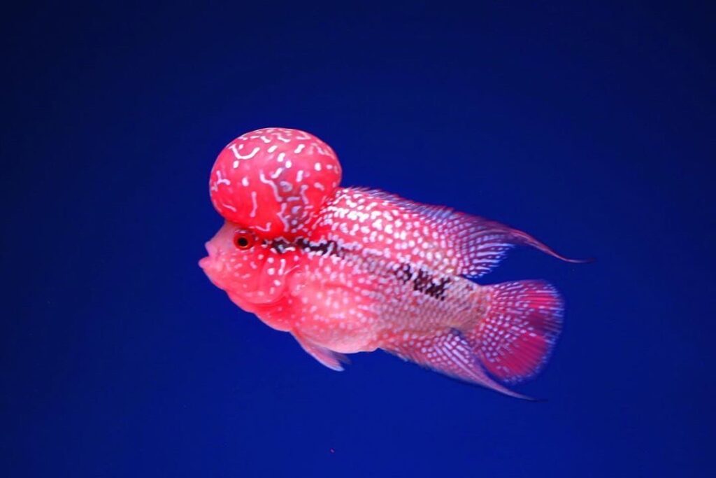 สิ่งที่ต้องเตรียมก่อนเลี้ยง ปลาหมอสี