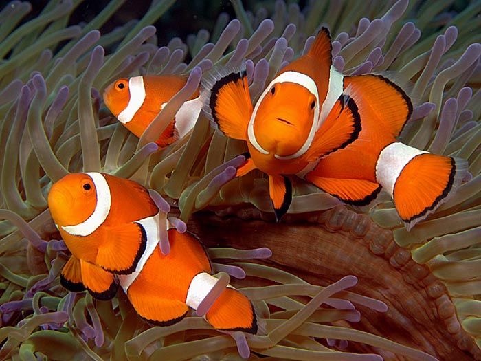 สิ่งที่ต้องเตรียมก่อนเลี้ยง ปลาการ์ตูน