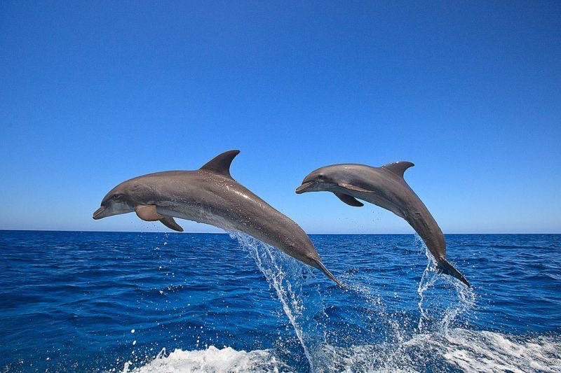 ความเป็นอยู่ โลมา