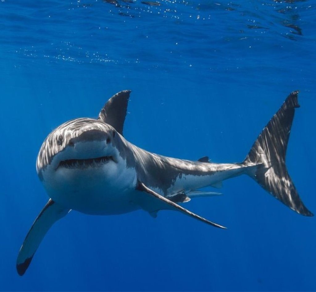 ความเป็นอยู่ฉลาม