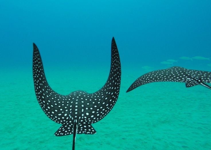 ความเป็นอยู่ปลากระเบน