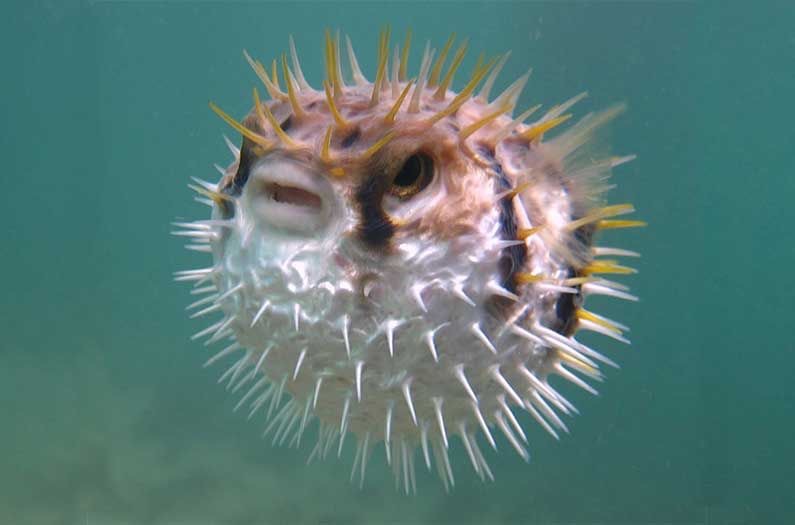 นิสัย ปลาปักเป้า