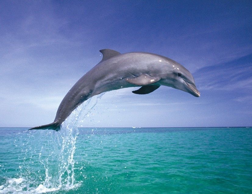 ปลาโลมา