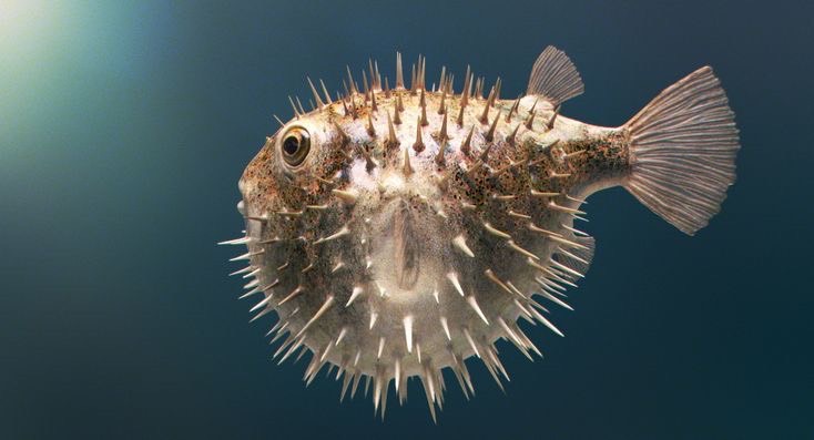 พฤติกรรม ปลาปักเป้า