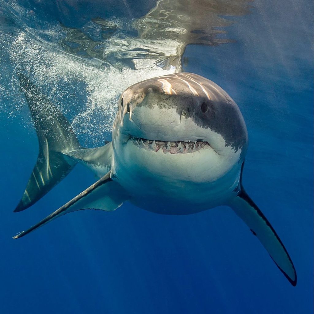 พฤติกรรมฉลาม