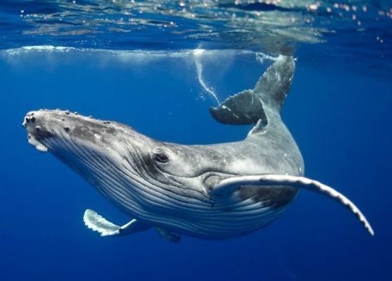 วาฬ คืออะไร