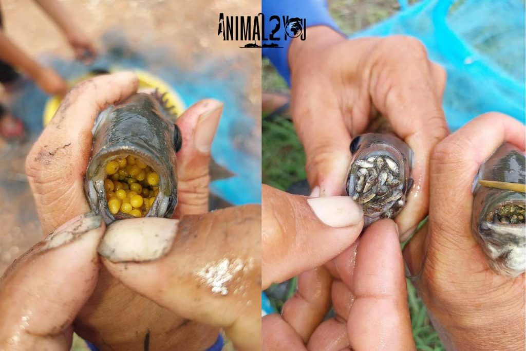 Black Chin Tilapia species