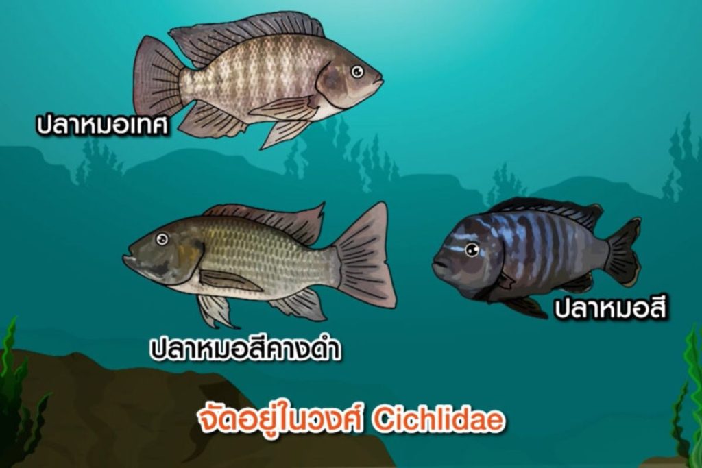blackchin tilapia