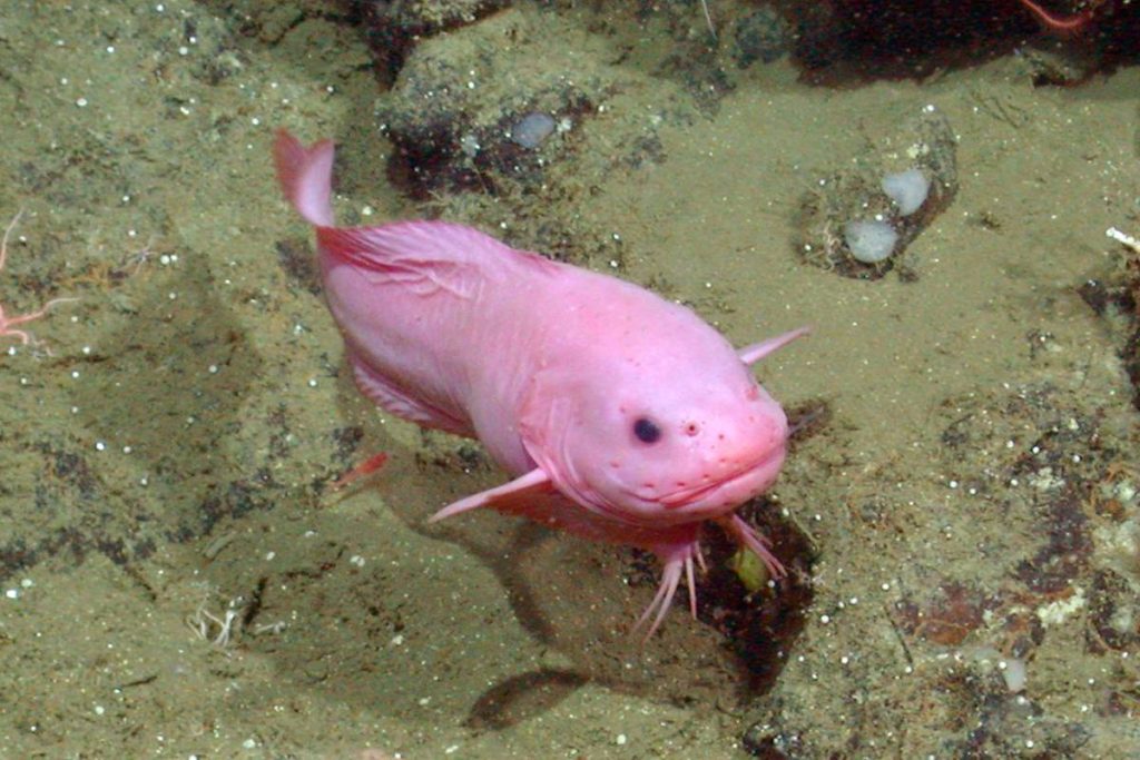 Snailfish