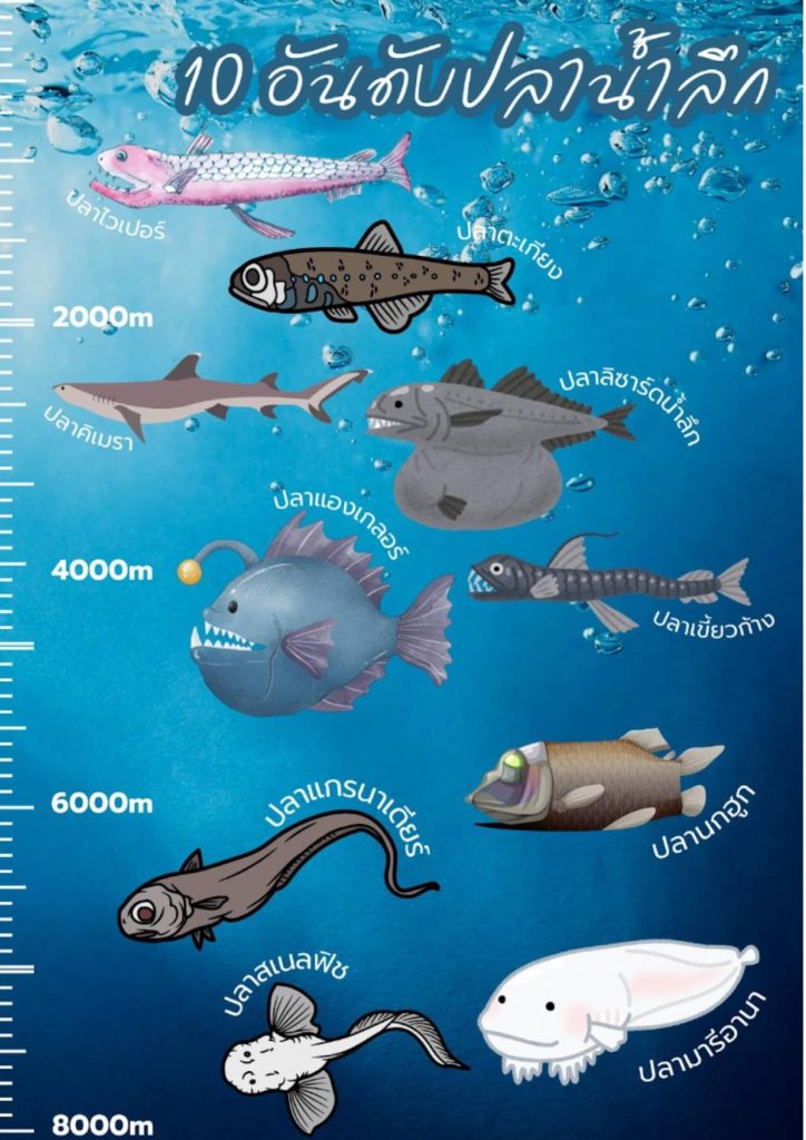 ปลาใต้ทะเลลึก