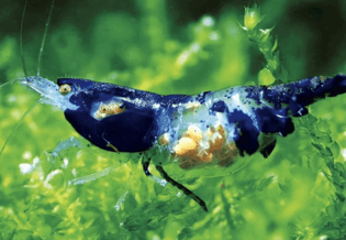 กุ้งแคระ