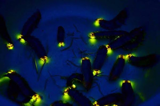 หิ่งห้อย