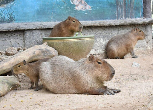 หมามะพร้าว