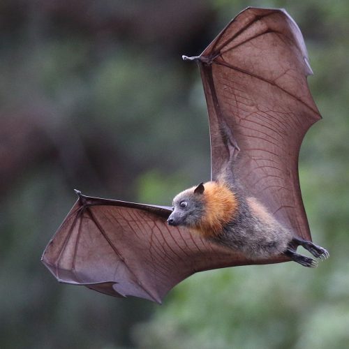 bat1