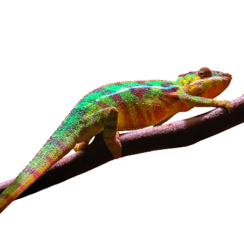 กิ้งก่า